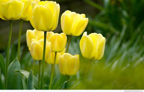 Yellow Tulip Flowers Desicomments Com