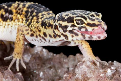 Leopard Gecko Eublepharis Macularius Photograph By David Kenny Pixels