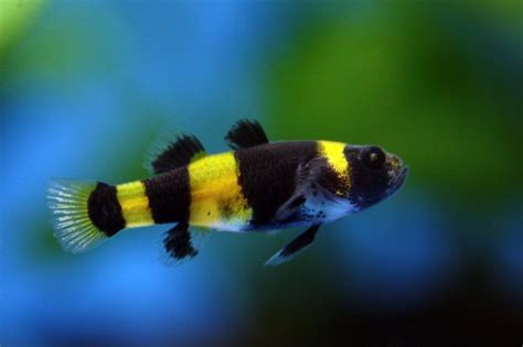 Bumblebee Goby The Definitive Guide 2020 Micro Aquatic Shop