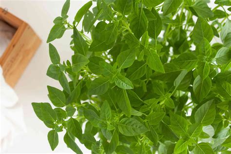 Basil Indoor Plant Care And Growing Guide