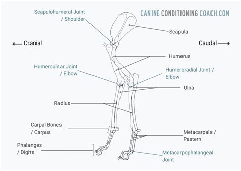 Canine Anatomy Glossary Of Terms Canine Conditioning Coach