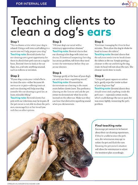 How To Clean Fur Outside Of Dogs Ear