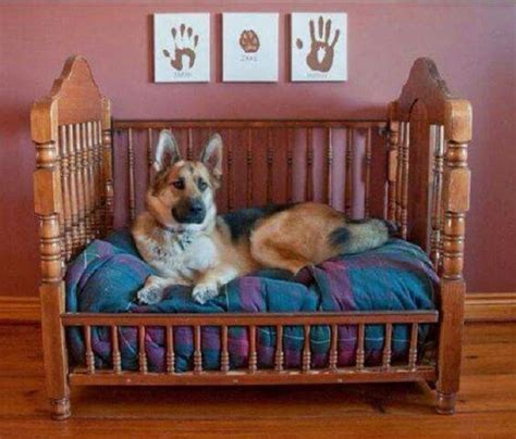 25 Ideas For Crafty And Clever Dog Beds