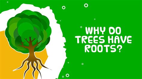 Interesting Trees Facts Why Do Trees Have Roots Those Who Cant Do