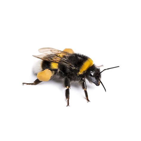 Bumblebee Identification And Info Southern Pest Control Pest Control