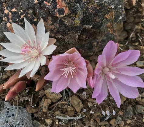 Nature At Home Central Oregon Wildflowers — Deschutes Land Trust