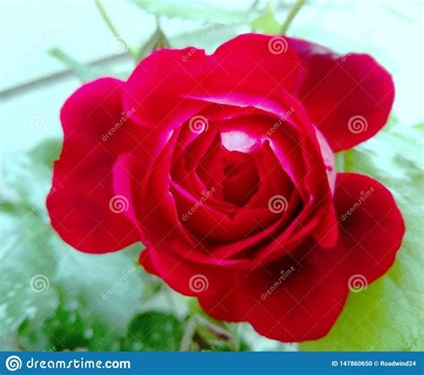 Beautiful Red Rose Close Up Stock Photo Image Of