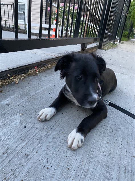 The border collie enjoys working; Border Collie Puppies For Sale | Chicago, IL #330383