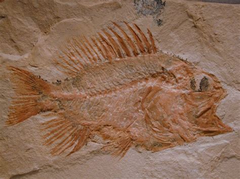 Perciformes Fossil Fish