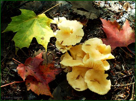 Mushroom Observer Species List Mushrooms Of Eastern Ontario 51