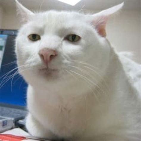 Serious Cat Image Gallery List View Know Your Meme