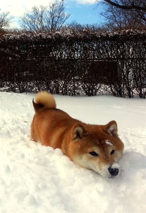 Shiba Inu In Snow Shiba Inu Shiba Inu Dog Japanese Dogs