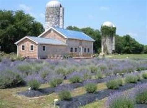 Lavender Fields Farm Milton De On Tripadvisor Hours Address
