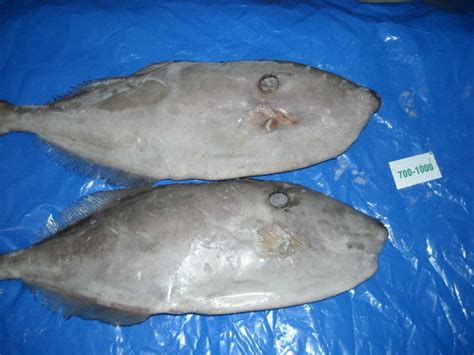 Frozen Leather Jacket Fish Whole At Best Price In Kochi Amaze Seafood