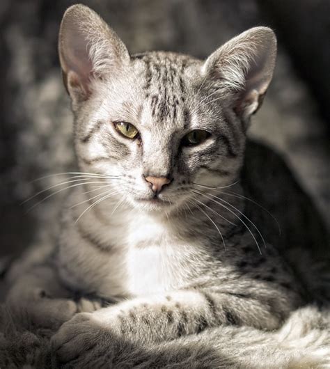 Egyptian Mau Cat Pictures And Information Cat