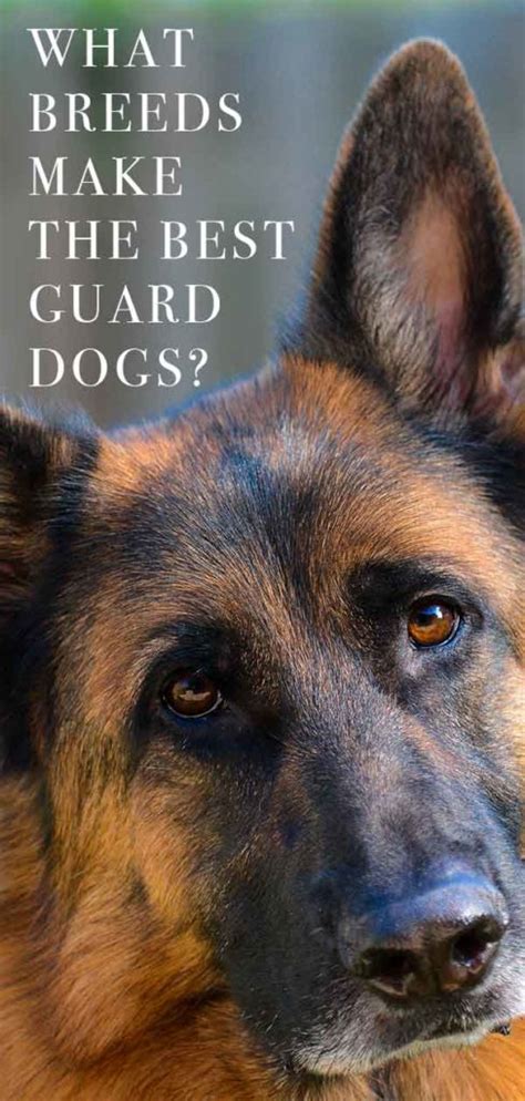 Best Guard Dogs Which Vigilant Pup Will Protect Your