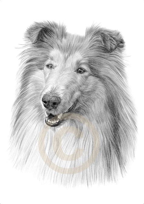 How To Draw A Rough Collie Wallpapergirlshayari
