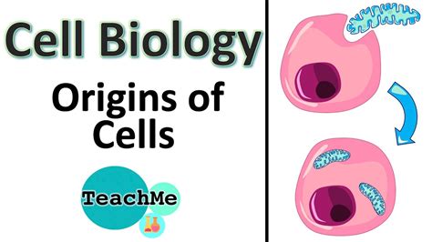 15 Origin Of Cells And Endosymbiotic Theory Ib Biology Teachme