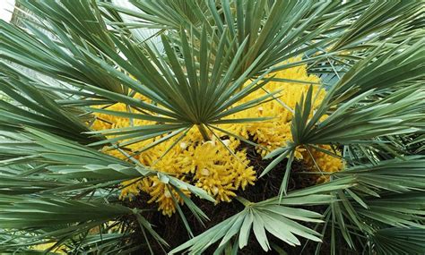 Winterhardy Dwarf Palm Tree Groupon Goods