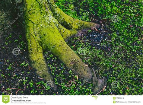 Tree Trunk And Roots Covered In Intensively Green Moss Stock Photo