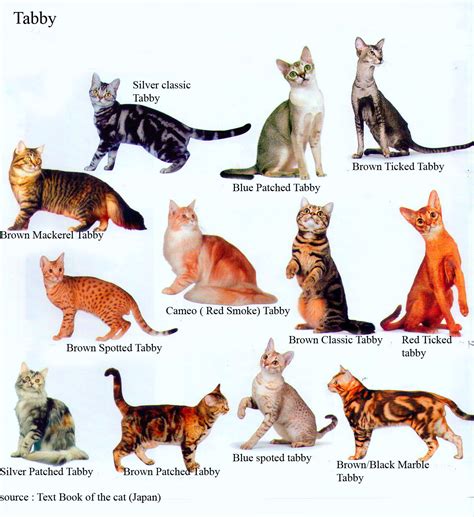 Aneka Pola Warna Kucing Ras Persia Dan Lainya Info Kucing Persia