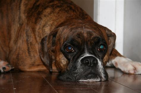 My 3 Year Old Boxer Limps Boxer Forum Boxer Breed Dog Forums