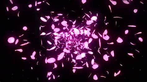 Cherry Blossom Petals Falling Petal Confetti Loop Animation Spring