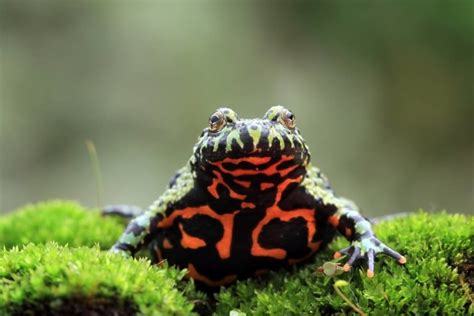 16 Best Pet Frogs For Beginners With Pictures Pet Keen