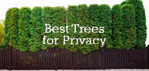 The Top 10 Trees For Backyard Privacy Privacy Landscaping Backyard