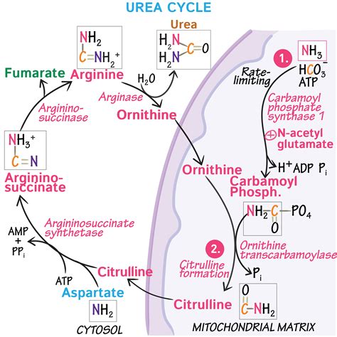 Biochemistry Glossary Urea Cycle Draw It To Know It