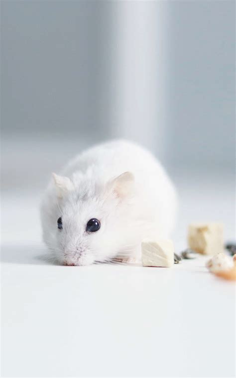 Chia sẻ hình về hình nền chuột cute mới nhất iedunet edu vn