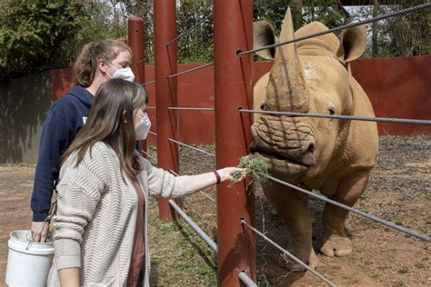 All New Rhino Wild Encounter Zoo Atlanta