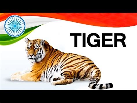 Maybe you would like to learn more about one of these? How To Pronounce 'TIGER' | बाघ | NATIONAL ANIMAL ...