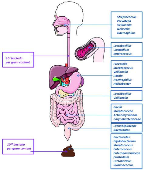 Bacterial Microbiome Composition And Abundance In The Gastrointestinal