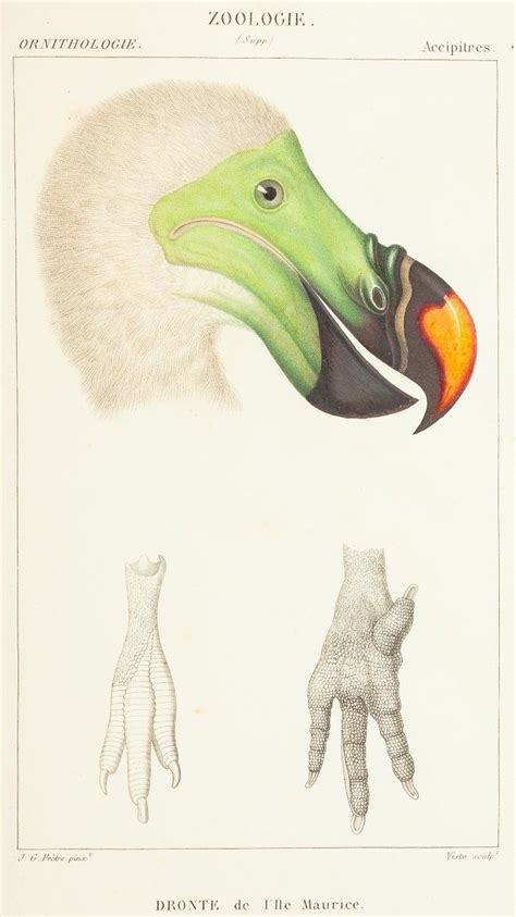 Science Or Art Beautiful Illustrations Of Animals From 170 Years Ago