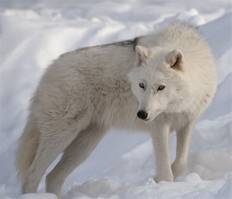 The Arctic Wolf Interesting Facts And Photographs The Wildlife