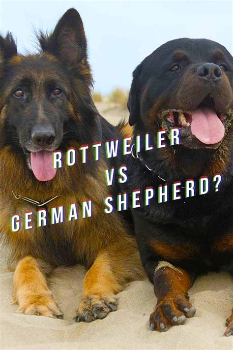 Rottweiler Vs German Shepherd Dog Breed Reviews German Shepherd