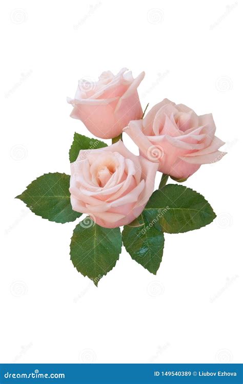 A Bouquet Of Pink Roses On A White Background Isolated Stock Image