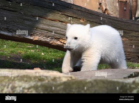 Knut The Polar Bear Cub Exploring His Enclosure At Berlin Zoo In