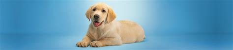 Which dog breed is your perfect match? NZ's naughtiest dog revealed | Southern Cross Pet Insurance