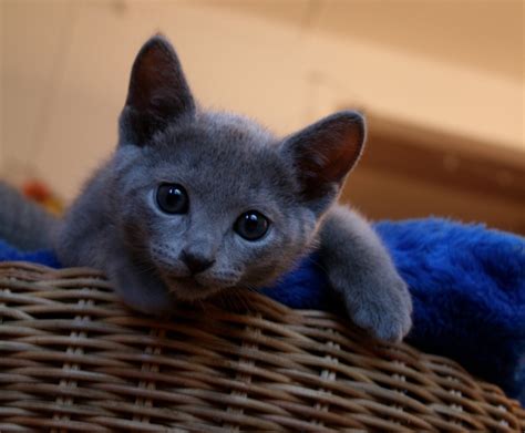 Russian Blue Kittens For Sale Russian Blue Love