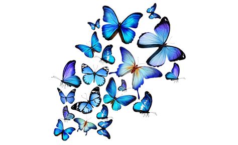 Blue Butterfly 3d Blue Butterfly Hd Wallpaper