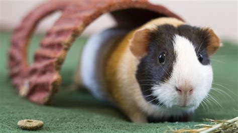 Maybe you would like to learn more about one of these? Guinea Pig Wallpaper (64+ images)