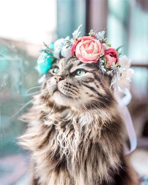 You've seen all the memes, gifs, and videos of cats literally leaping into the air in fright at the. Beautiful Flower Crowns for Your Cat | Design Swan