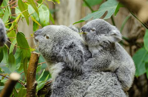 Beyond The Eucalyptus 7 Fascinating Baby Koala Facts You Should Know