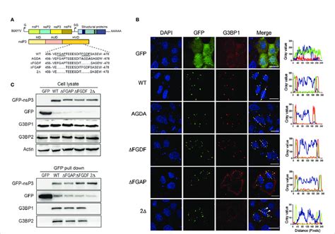 Fgap And Fgdf Sequences In Mayv Nsp3 Hvd Are Required For G3bp1