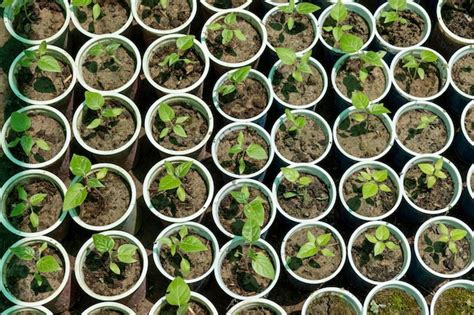 premium photo tamarillo tomatoes tree seedlings sprout in plastic cups