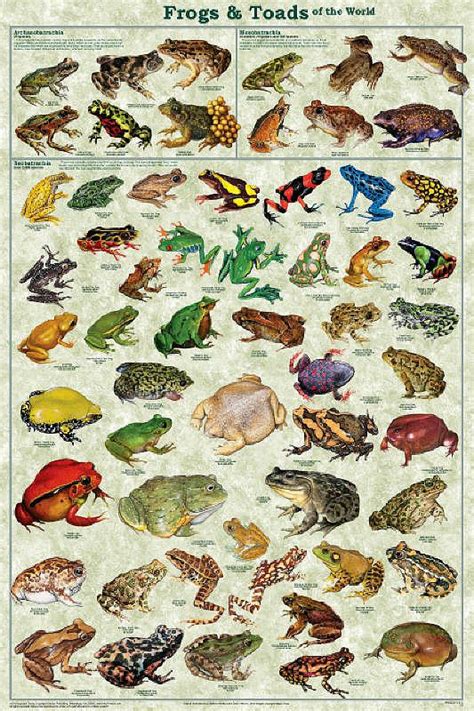 Laminated Frogs And Toads Amphibian Identification Posterchart 24x36