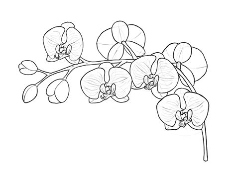 To draw a lotus flower, start by sketching an oval with dots inside to represent the seed pod. Orchard Drawing at GetDrawings | Free download