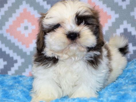 Shih Tzu Dog Male Brown And White 3123800 Petland Dunwoody